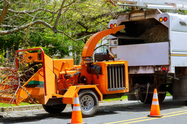 Best Large Tree Removal  in USA